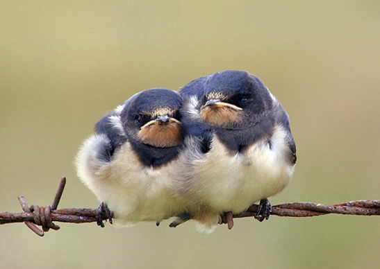 Streuobstwiesen-Aktionstag „RUMpel“ ist zu Gast  in Eichenzell Bild 1