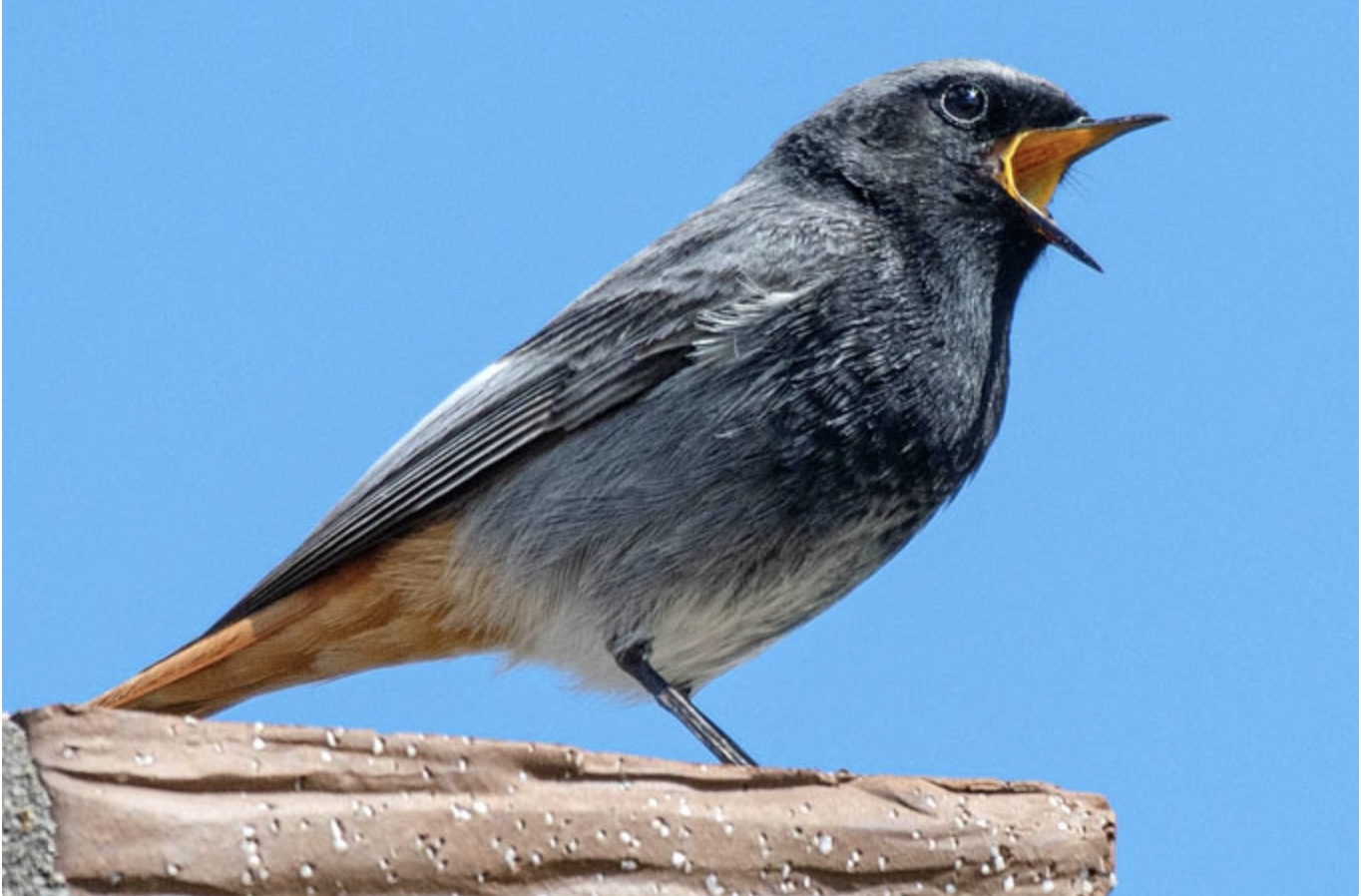 Streuobstwiesen-Aktionstag „RUMpel“ ist zu Gast  in Eichenzell Bild 2
