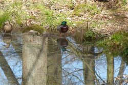 Gemeindewald 1Wasser