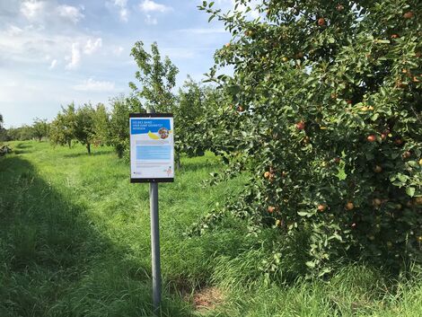 Obstwiese Rönshausen - Original