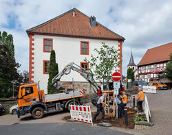 Pflanzaktion Tulpenbaum Bauhof
