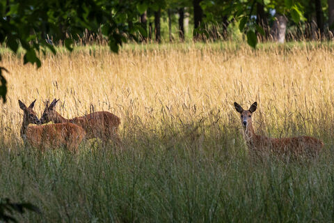 Rehe Schloss Fasanerie Hans Pfleger